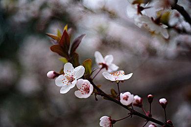 《酉闪町2昆仑灵动》与《银白钢铁X2》跨界联名！？